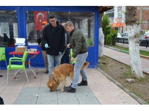 Biga’da Kedi Ve Köpekler Kuduza Karşı Aşılanıyor
