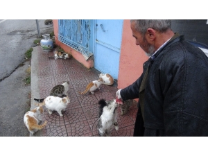 Kediler Her Gün Onun Yolunu Gözlüyor