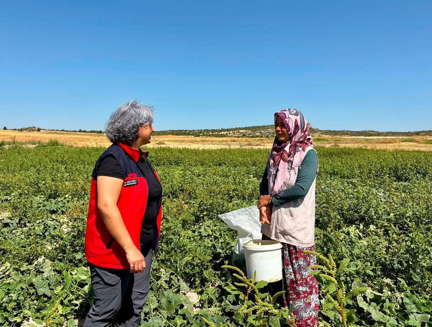 tursuluk-salatalik-hasadi-suruyor