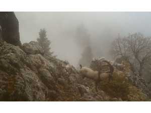Burdur’da Yaban Keçilerinin Görsel Şöleni