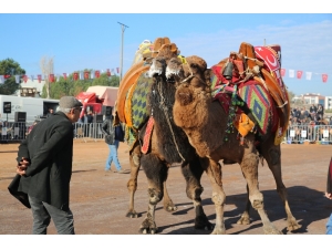 Ayvalık’ta Deve Güreşleri Şöleni