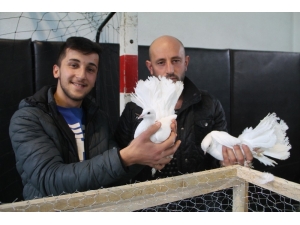 Güvercin Güzellik Ve Kostüm Festivali