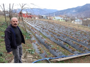 Bu Köyde Çilek Geçim Kaynağı Oldu