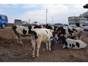 Damızlık Düve Desteklemeleri Başladı