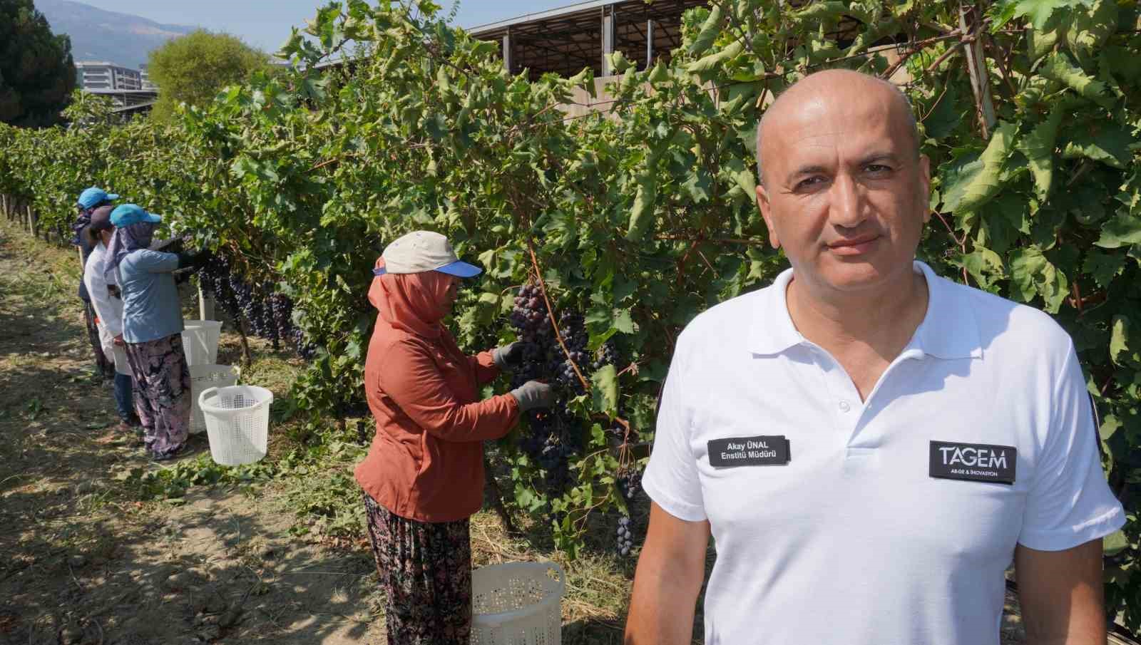manisa-dan-dunyaya-uzum-ihracati-basladi