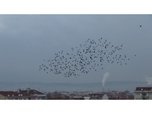 Kuşların Gökyüzünde Muhteşem Dansı