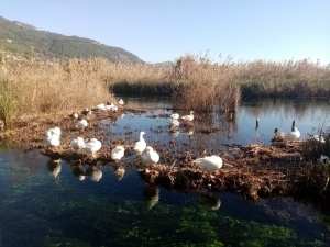 Akyaka Azmağı Kaz Ve Ördeklere Kaldı