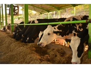 Düve Alım Destekleme Başvuruları Başladı