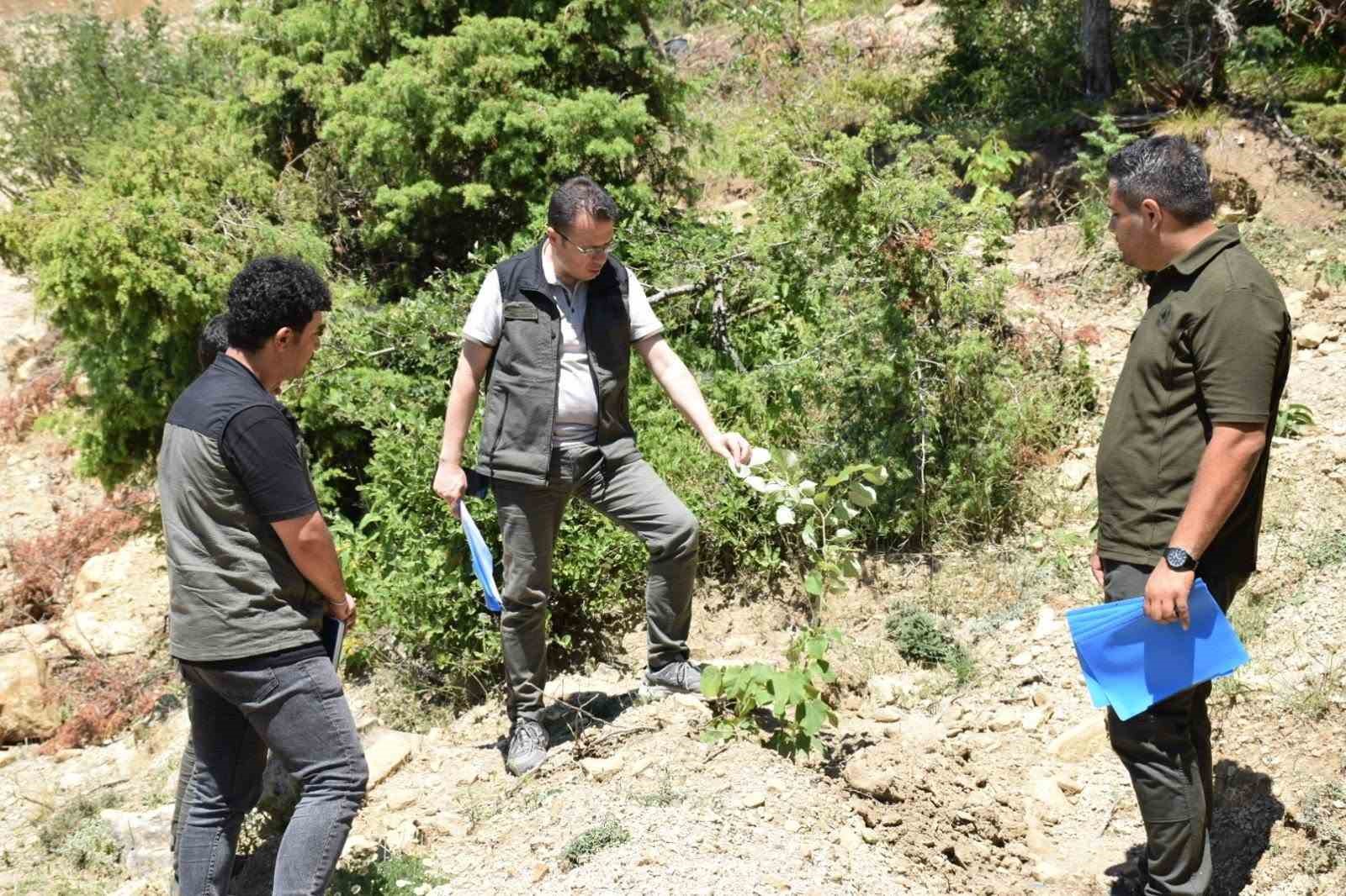 andirin-da-gelir-getirici-agaclandirma-calismalari-suruyor