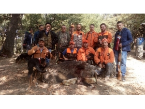 İnegöllü Avcılar Dev Domuz Avladı