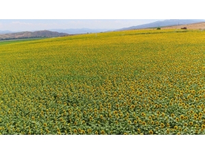 Ayçiçeği Üreticisine 120 Milyon Lira