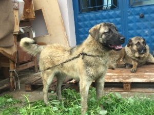 Sahipli Köpeği Av Tüfeğiyle Öldürdüler