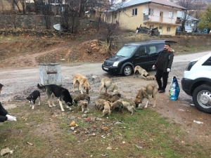 Sokak Hayvanlarını Gönüllüler Besliyor