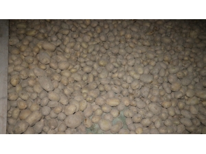Patates Üreticisini Sevindirecek Gelişme