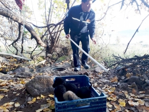 Ölümü Bekleyen Yavruları İtfaiye Kurtardı