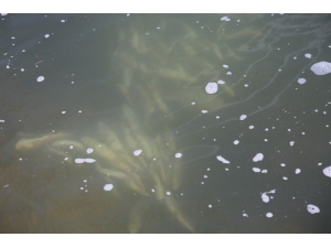 Pülümür Çayına Kaçak Balıkçıların Verdiği Elektrik, Balıkları Telef Etti