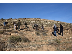 15 Bin Kekik Toprakla Buluştu