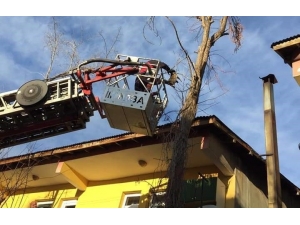 Bingöl’de Ağaçta Mahsur Kalan Kedi Kurtarıldı
