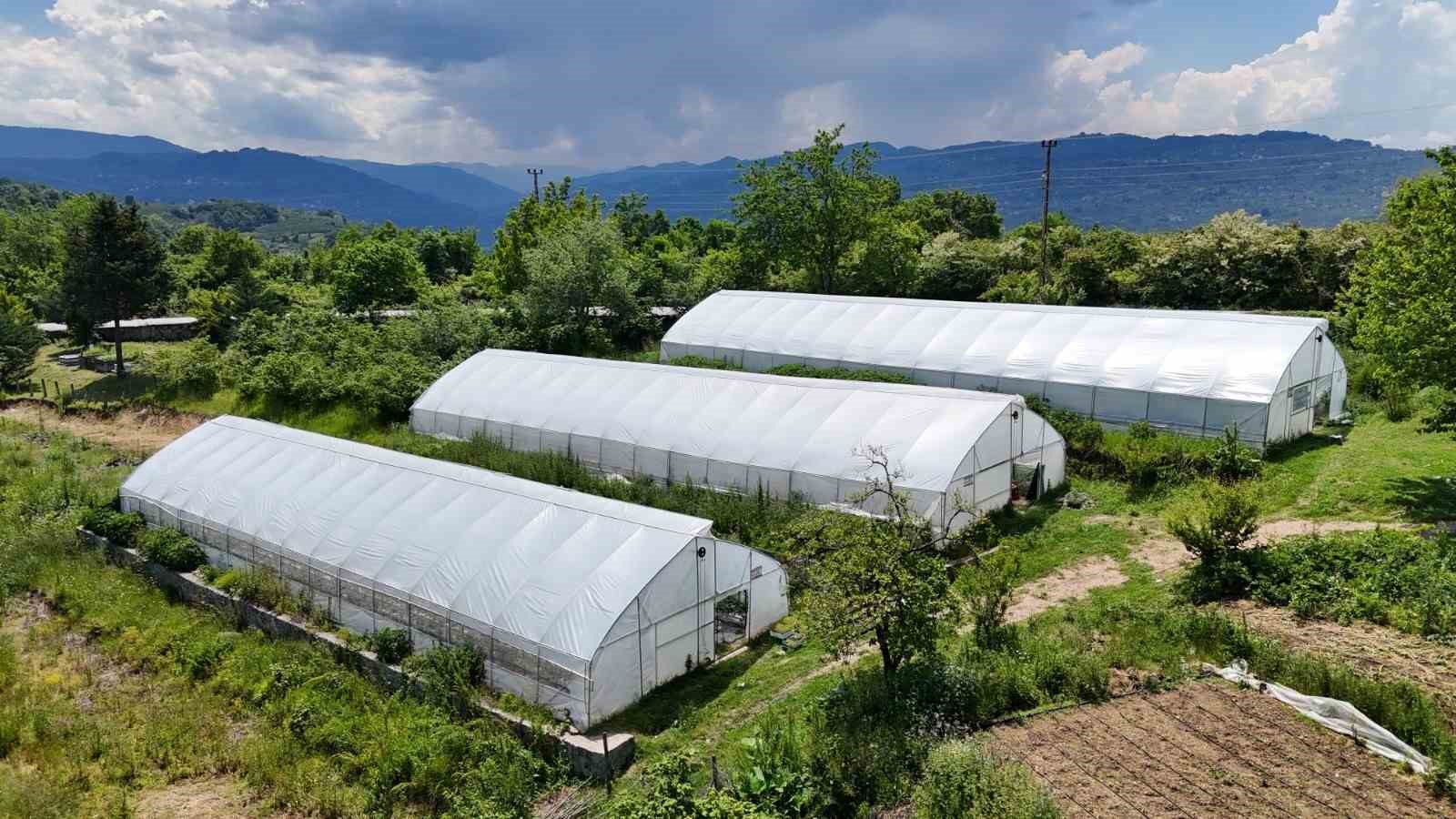 ordu-da-ortu-alti-uretim-68-bin-metrekareye-ulasti
