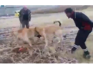 Köpek Dövüştüren 2 Kişiye Para Cezası Verildi