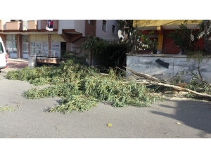 Kartal’da Ağaç Devrildi, Bir Araç Zarar Gördü