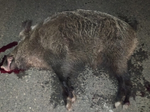 Aracın Çarptığı Domuz Telef Oldu