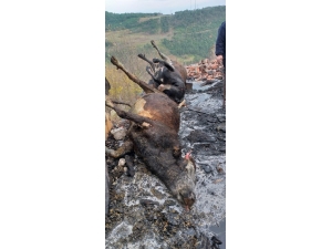 Ahır Yangınında 6 Hayvan Telef Oldu