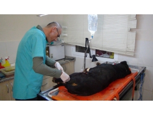 Aracın Çarptığı Yaralı Köpeğin Başında Nöbet Tutup Ezilmesini Engellediler