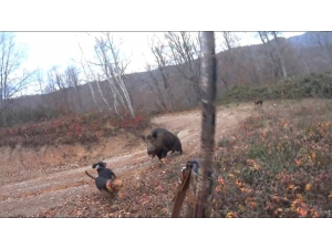 Avlamak İstediği Yaban Domuzunun Saldırısına Uğrayan Avcı Ölümden Döndü