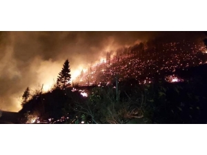 Trabzon Ve Giresun’da Orman Yangınları