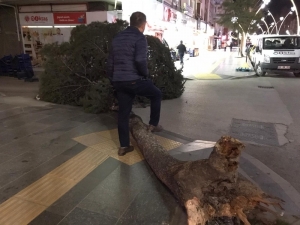 Tokat’ta Fırtına Ağaçları Kökünden Söktü