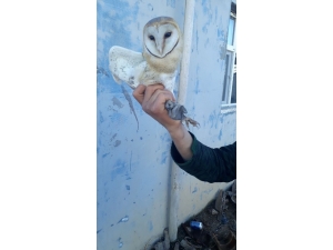 Yaralı Bulunan Peçeli Baykuş Koruma Altına Alındı