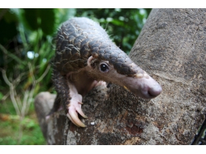 Vietnam’da 1.7 Ton Karıncayiyen Pulu Ele Geçirildi