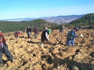 Gediz’de Yanan Orman Alanına 6 Bin 500 Fidan Dikildi