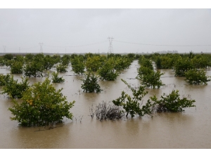Adana’da Tarım Arazileri Sular Altında Kaldı