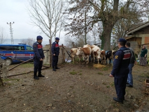 Kaybolan Hayvanlarına Jandarma Sayesinde Kavuştular