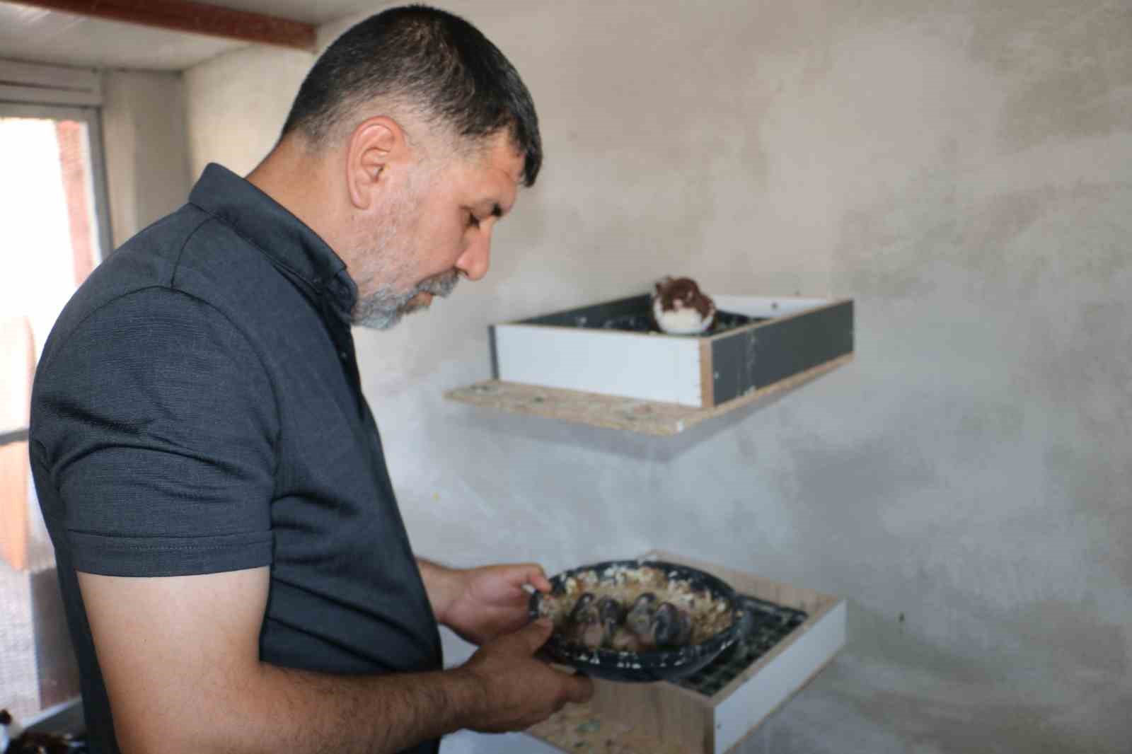 kullerinden-dogan-guvercin-oteli-yeniden-kapilarini-acti