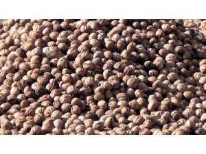 Oğuzlar Cevizi Coğrafi İşaret Tescili Aldı