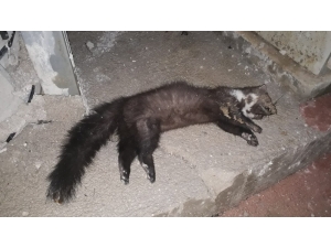 Isınmak İçin Elektrik Panosuna Giren Sansar Akıma Kapılıp Öldü