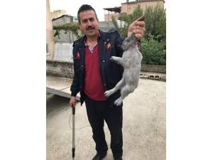 Bacanın İçine Düşen Tavşan Kurtarıldı