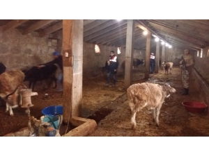 Ağrı’da Çalınan Hayvanlar Bulundu