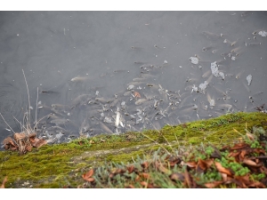 Kastamonu’da Gökırmak Nehrinde Ölü Balıklar Kıyıya Vurdu
