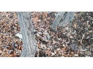 Bitlis’te İki Adet Eyp İmha Edildi