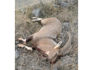 Tunceli’de Kaçak Avcılar, Dağ Keçisini Telef Etti
