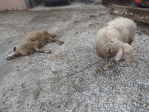 Kurtların Saldırdığı 3 Koyun Telef Oldu