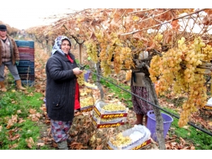 Yılbaşı Üzümleri Dalından Sofralara Ulaştırılacak