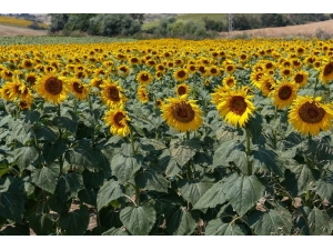 Avrupa Yatırım Ve Kalkınma Bankası’ndan May Tohum’a Yatırım Desteği