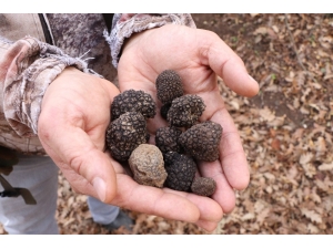 Trüf Mantarında ‘2 Bin Euro’ Balonu