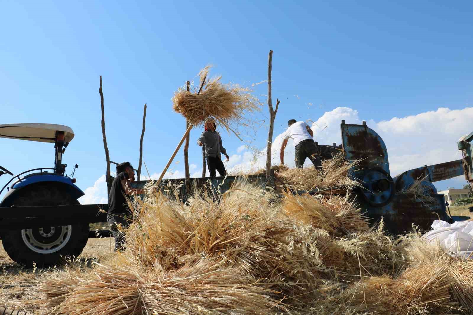 tercan-da-hububat-tarlalarinda-hasat-basladi