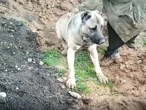 Hatay’da Köpeğin Zehirlenerek Öldürülmesine Soruşturma
